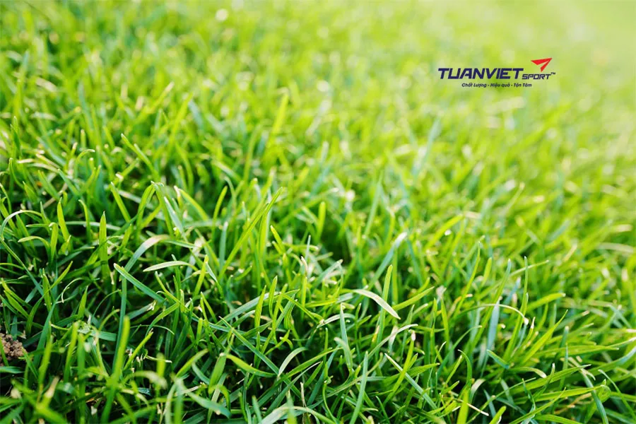 Tìm Hiểu Tác Động Của Cỏ Nhân Tạo Đến Sức Khỏe Trẻ Em