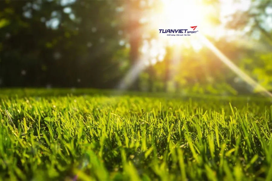 7 nguyên nhân khiến cỏ nhân tạo nhanh xuống cấp và cách phòng tránh