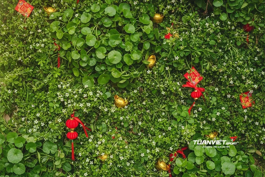 Cỏ nhân tạo backdrop Tết: Ý tưởng trang trí đơn giản nhưng ấn tượng