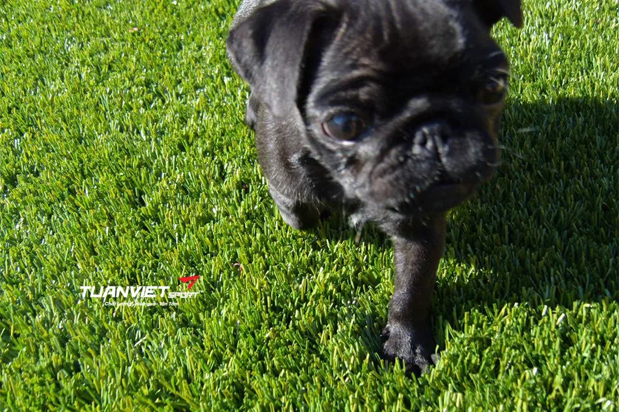 Kinh nghiệm lắp đặt và vệ sinh cỏ nhân tạo cho thú cưng