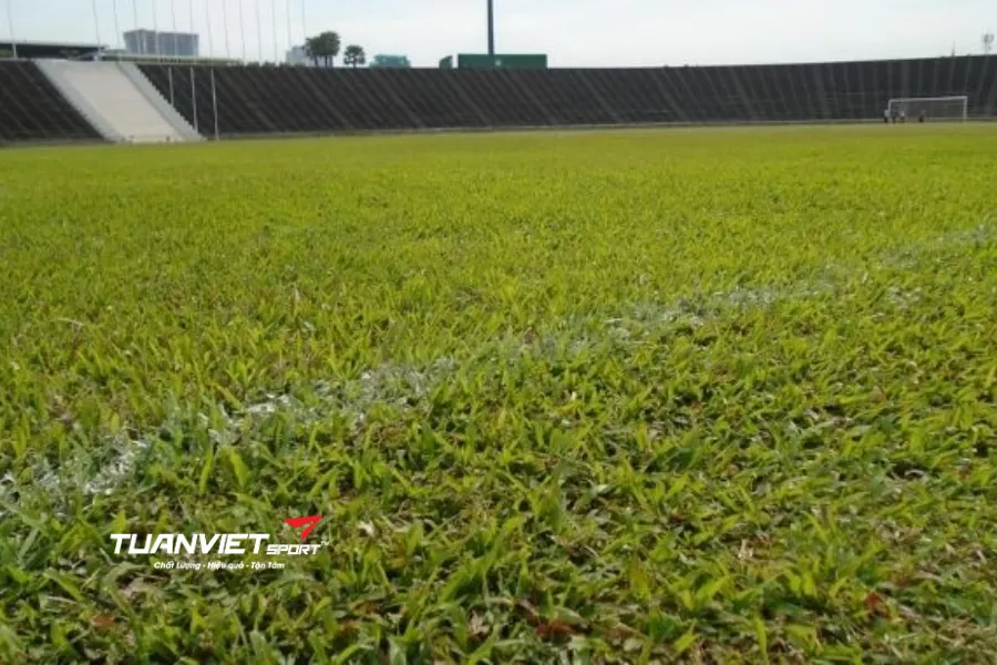 cấu tạo mặt sân bóng đá cỏ tự nhiên