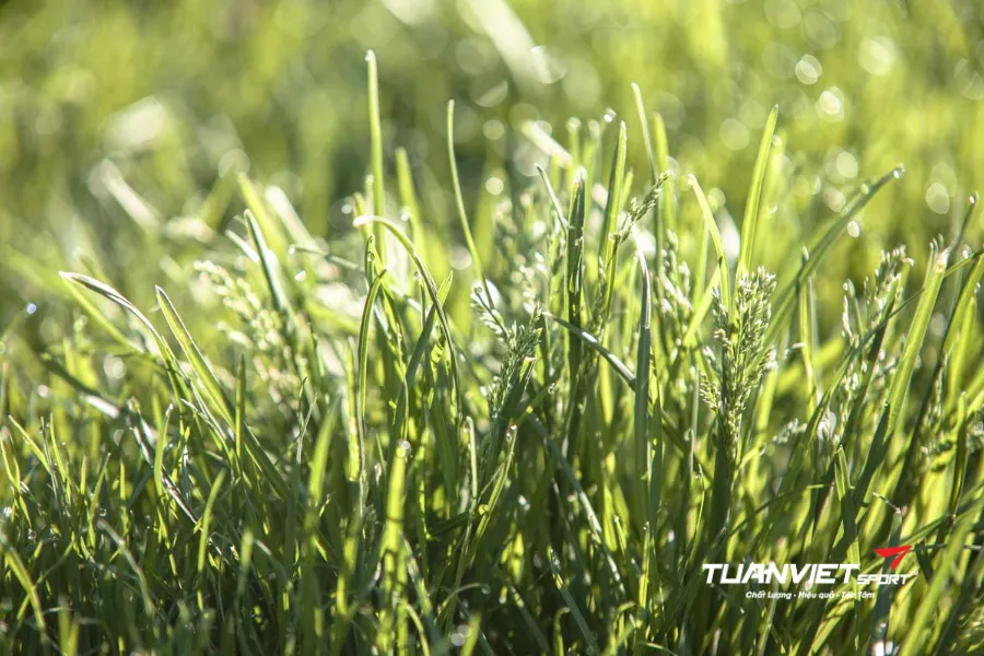 cấu tạo mặt sân bóng đá cỏ tự nhiên