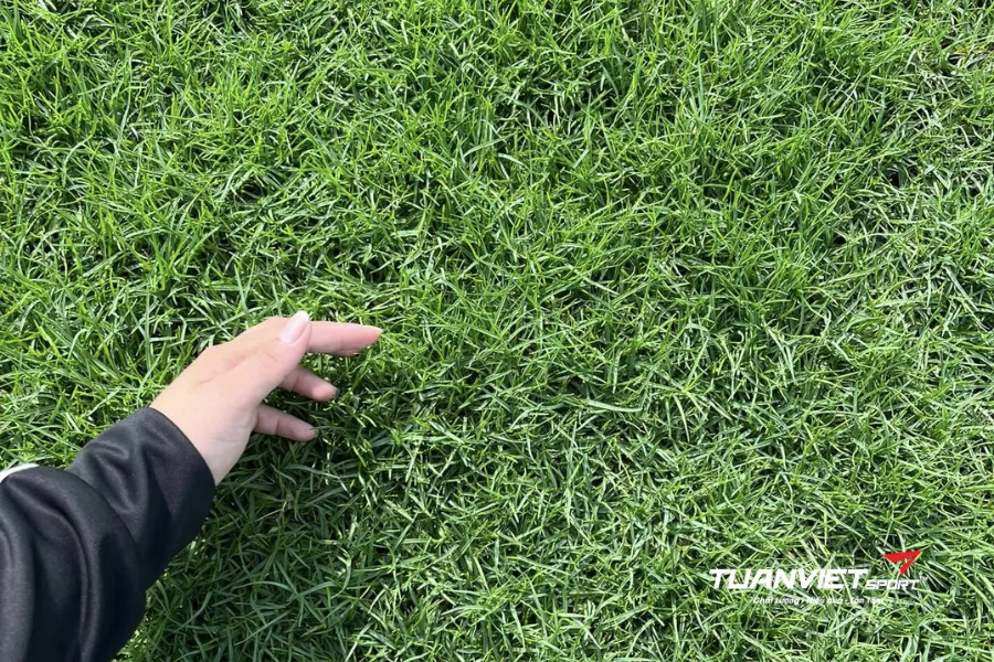 cấu tạo mặt sân bóng đá cỏ tự nhiên