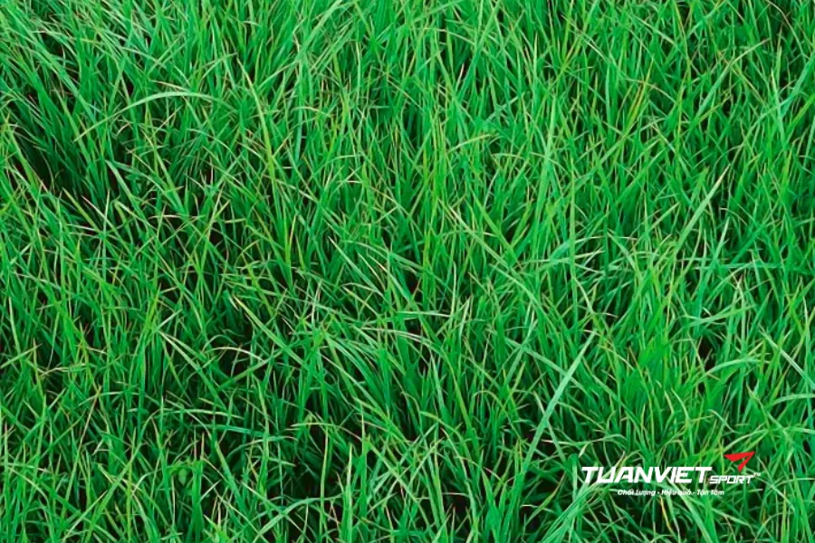 cấu tạo mặt sân bóng đá cỏ tự nhiên