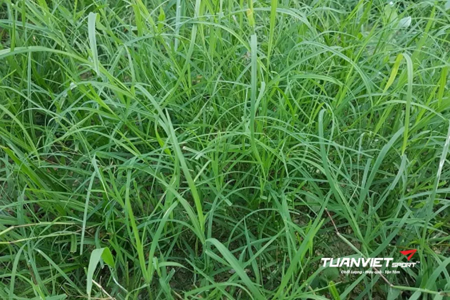 cấu tạo mặt sân bóng đá cỏ tự nhiên