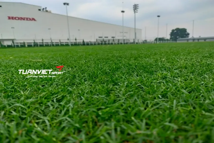thi công sân bóng đá cỏ tự nhiên