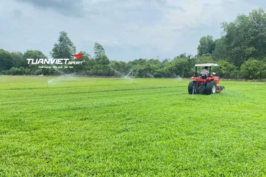 thi công sân bóng đá cỏ tự nhiên