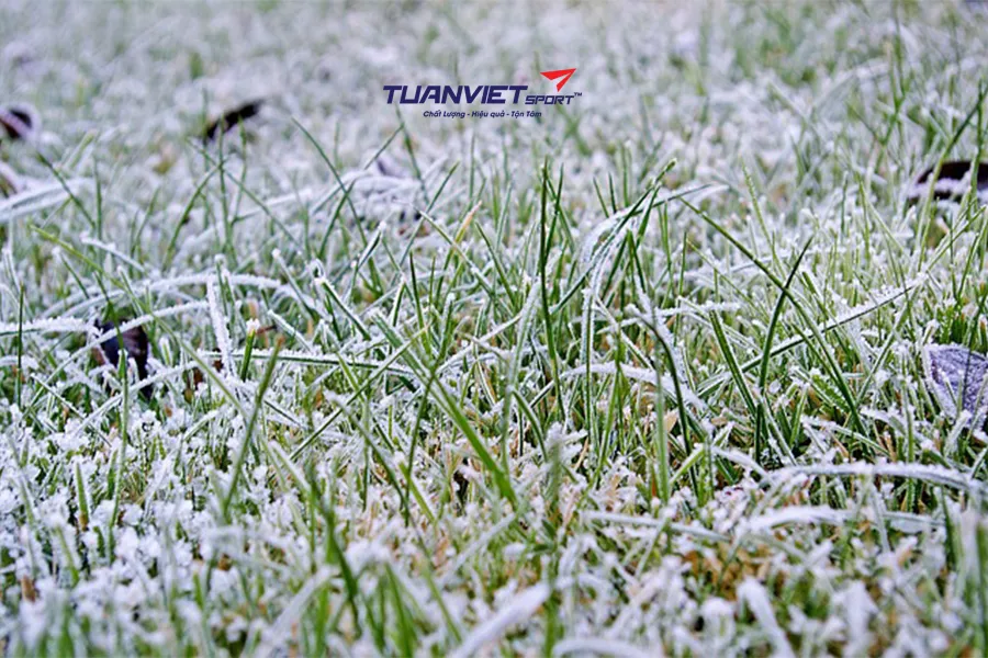 5 phụ kiện giúp cỏ nhân tạo nổi bật hơn trong trang trí mùa Noel