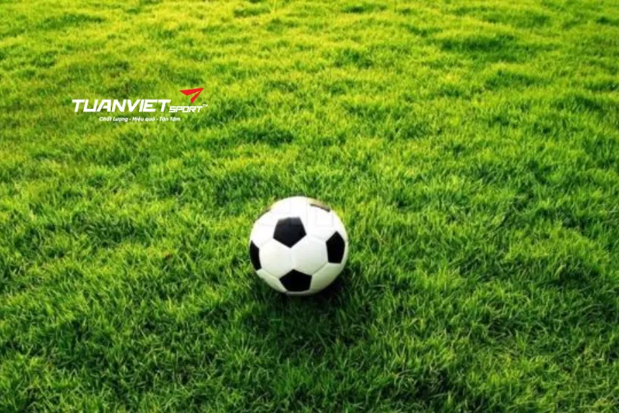 c&aacute;c loại b&oacute;ng đ&aacute; s&acirc;n cỏ nh&acirc;n tạo