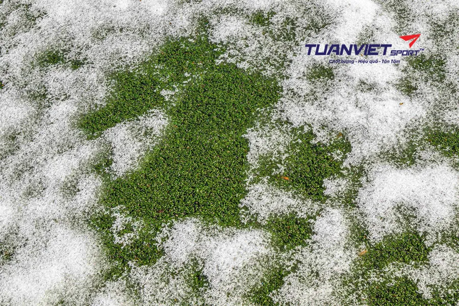 Tạo “xứ sở tuyết xanh” với cỏ nhân tạo và phụ kiện Giáng sinh độc đáo